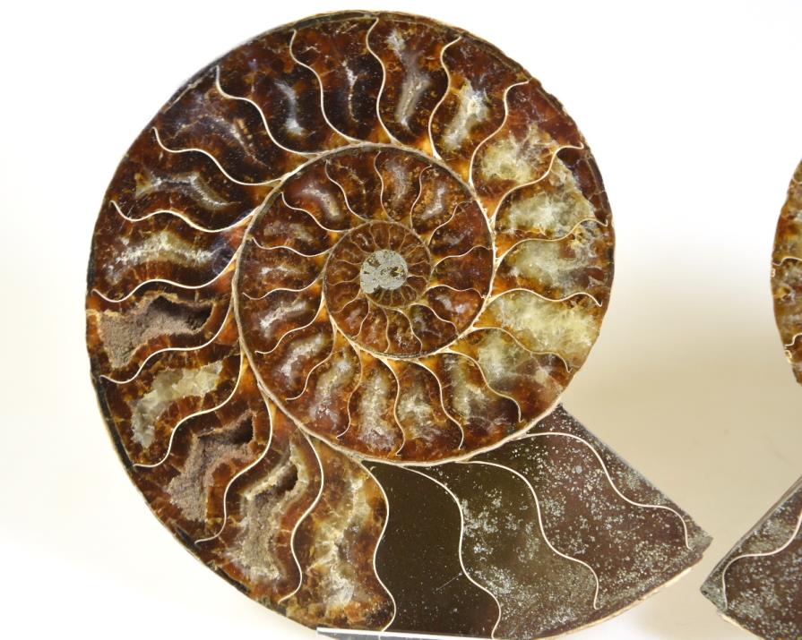 Ammonite Pair 15.1cm