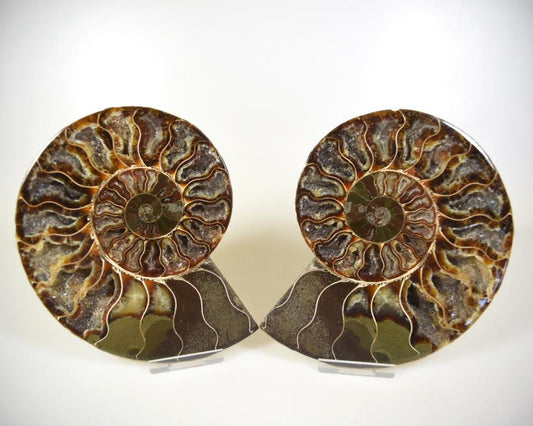 Ammonite Pair 15.5cm