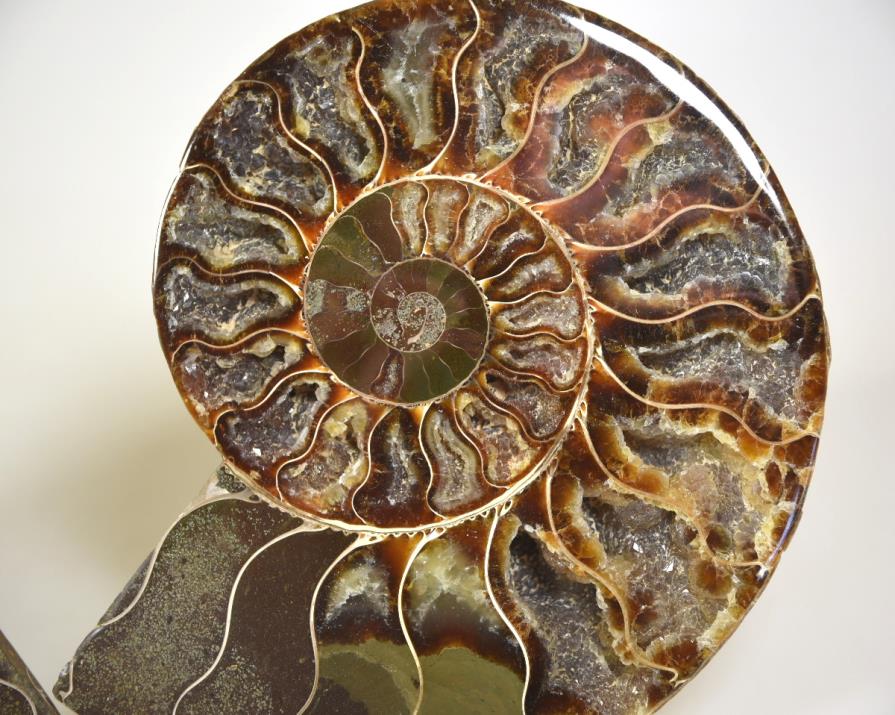 Ammonite Pair 15.5cm