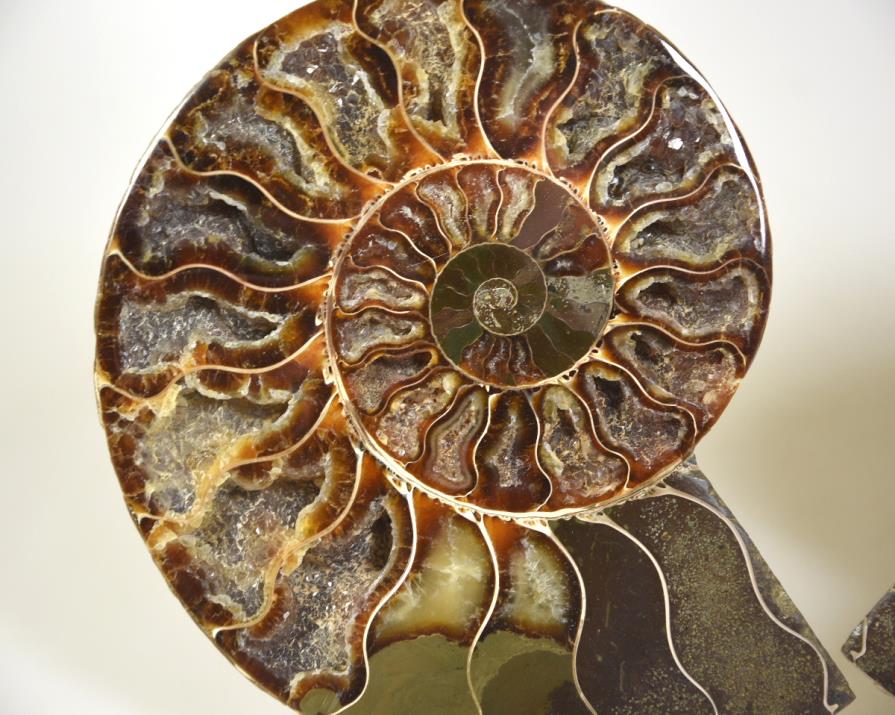 Ammonite Pair 15.5cm