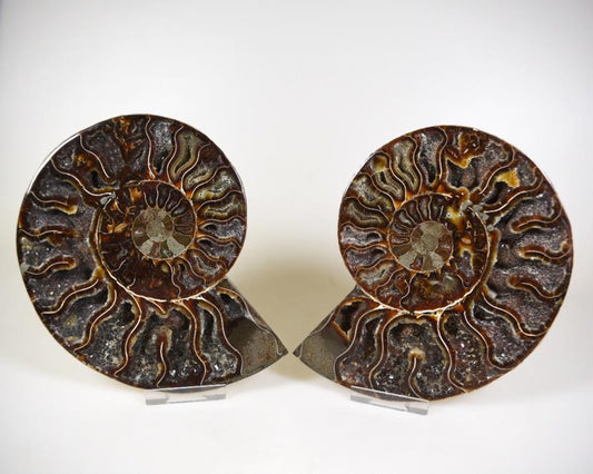 Ammonite Pair 16cm