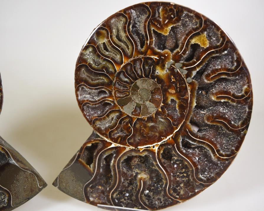 Ammonite Pair 16cm