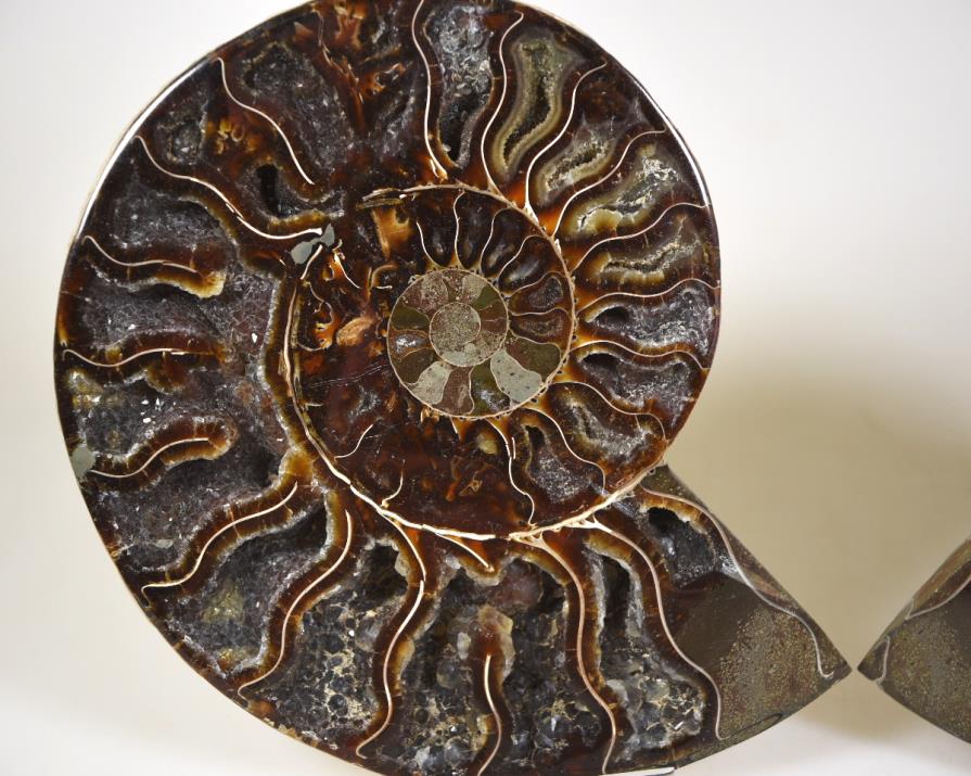 Ammonite Pair 16cm