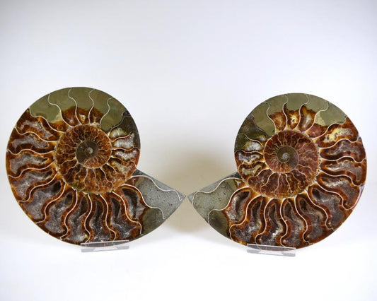 Ammonite Pair 15.7cm