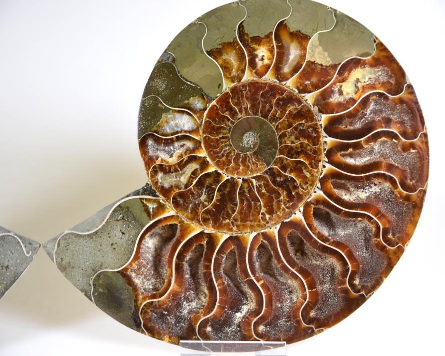 Ammonite Pair 15.7cm