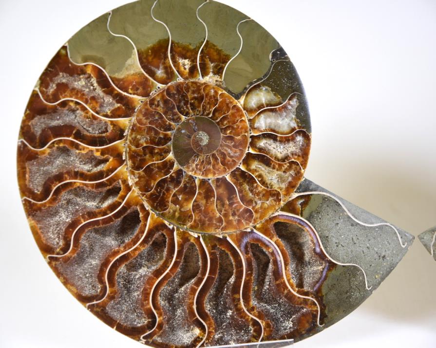 Ammonite Pair 15.7cm