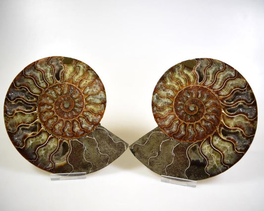 Ammonite Pair 15.6cm