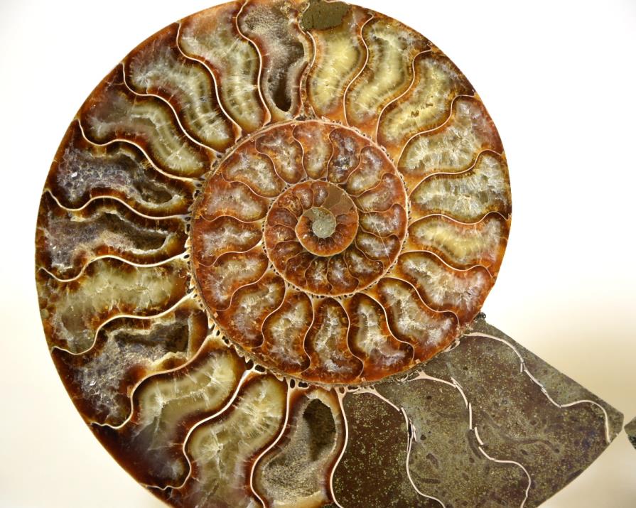 Ammonite Pair 15.6cm