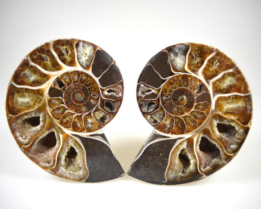 Ammonite Pair 10.7cm