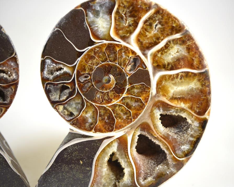 Ammonite Pair 10.7cm