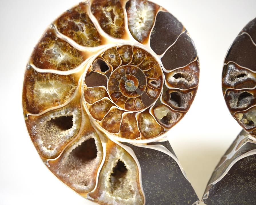 Ammonite Pair 10.7cm