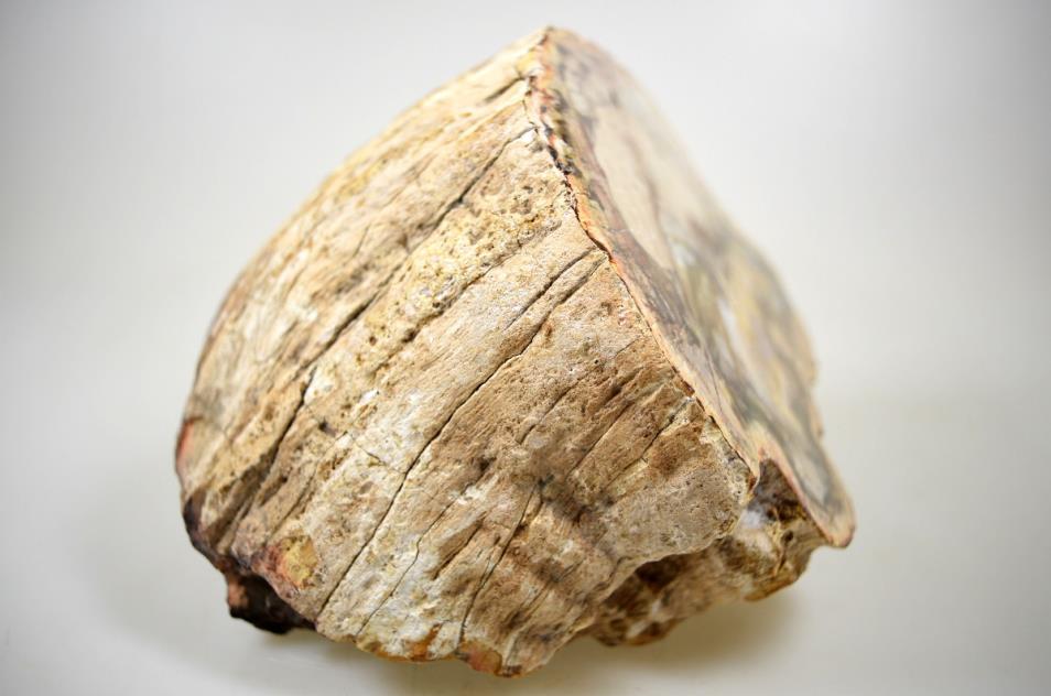 Fossilised Wood Branch Petrified Wood Fossil 14cm