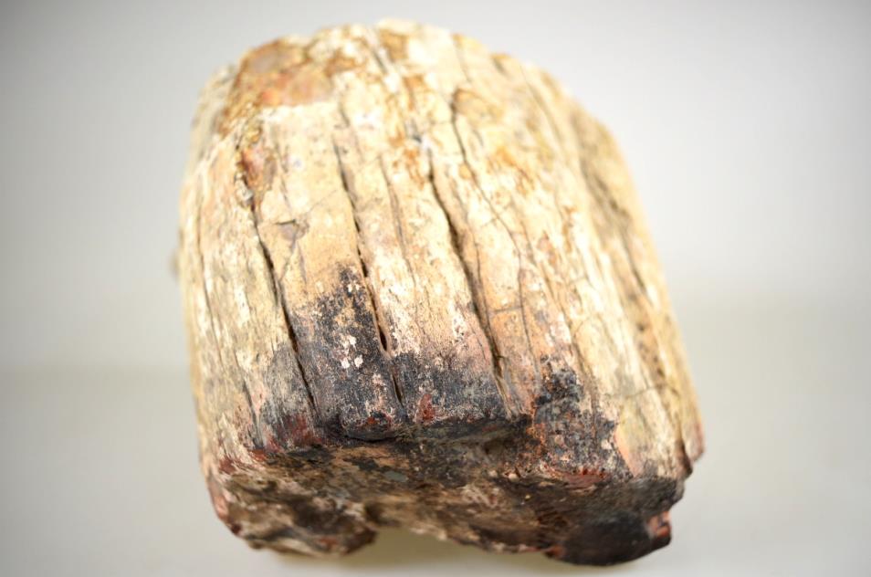 Fossilised Wood Branch Petrified Wood Fossil 14cm