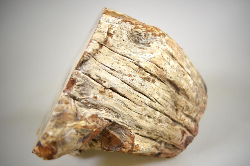 Fossilised Wood Branch Petrified Wood Fossil 14cm