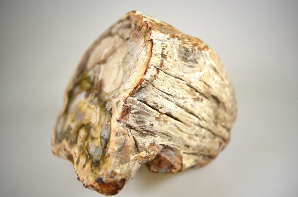 Fossilised Wood Branch Petrified Wood Fossil 14cm