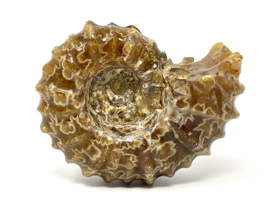 Ammonite Douvilleiceras Polished 7.8cm