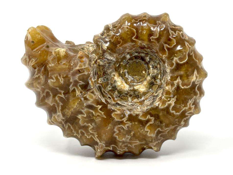 Ammonite Douvilleiceras Polished 7.8cm