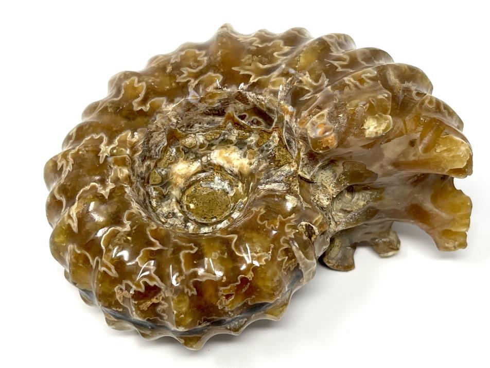 Ammonite Douvilleiceras Polished 7.8cm