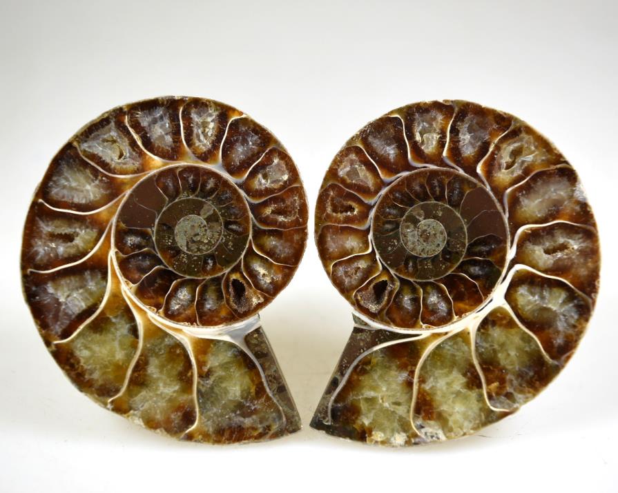 Ammonite Pair 6.3cm