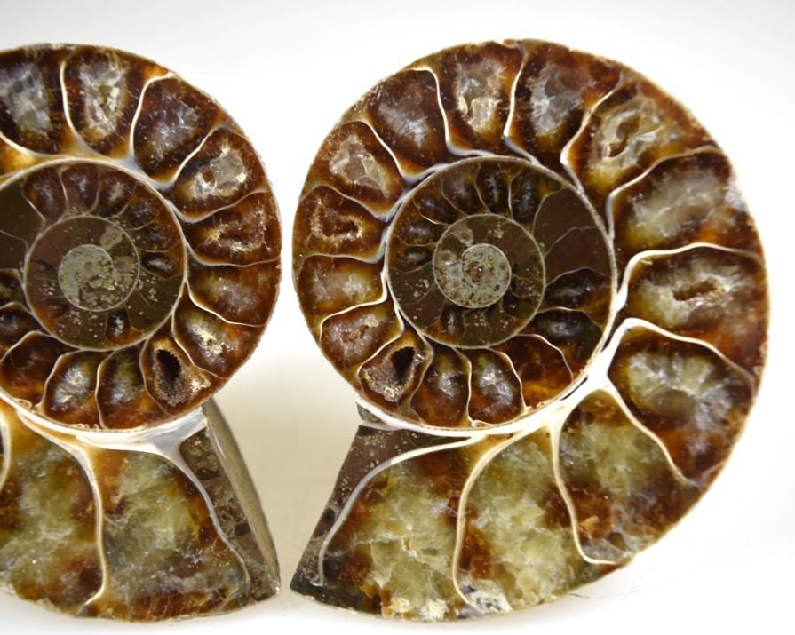 Ammonite Pair 6.3cm