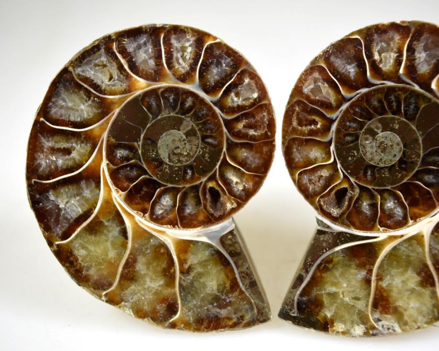 Ammonite Pair 6.3cm