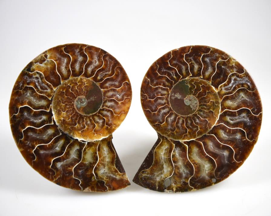 Ammonite Pair 9.8cm