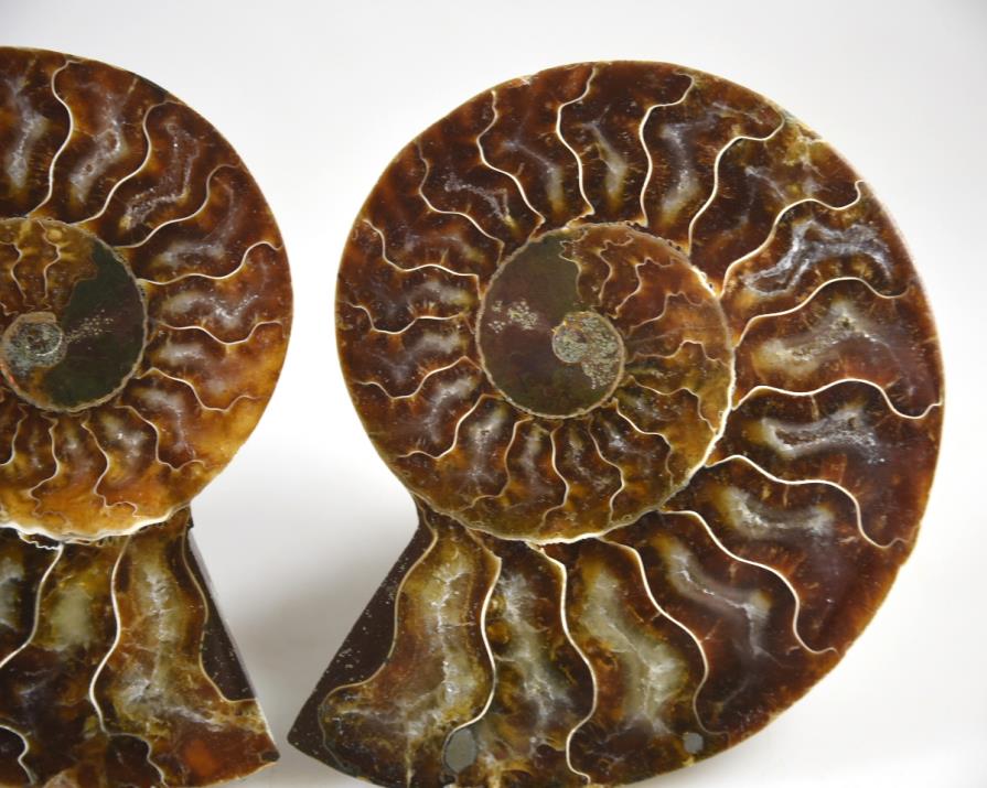 Ammonite Pair 9.8cm