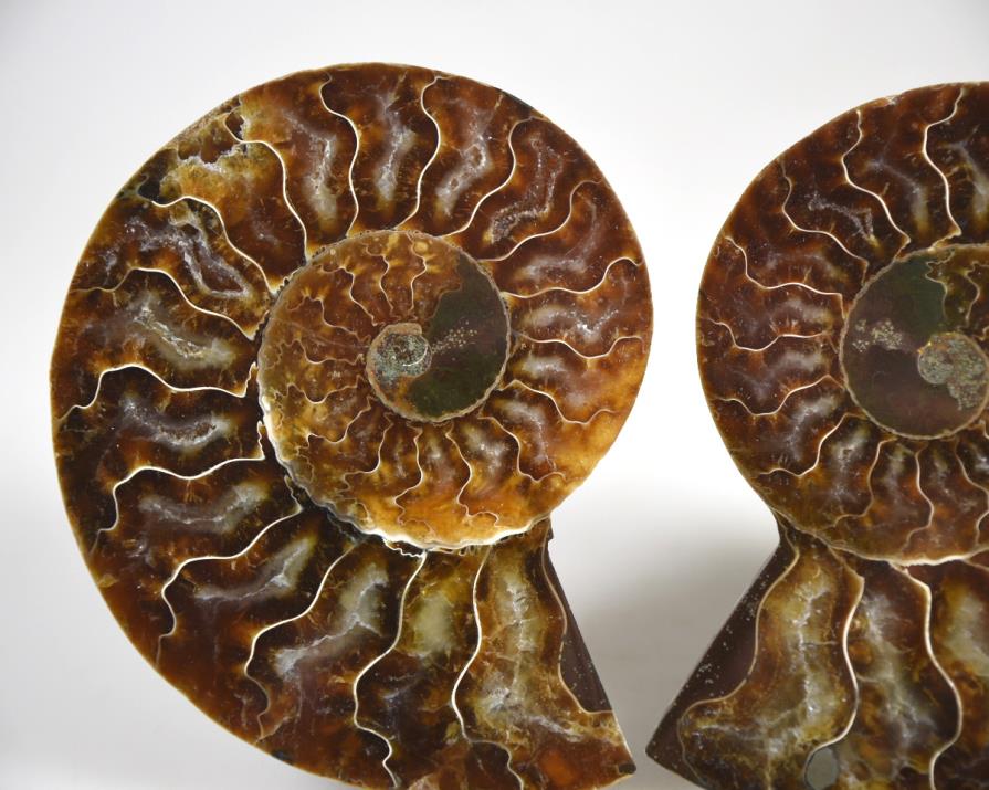 Ammonite Pair 9.8cm