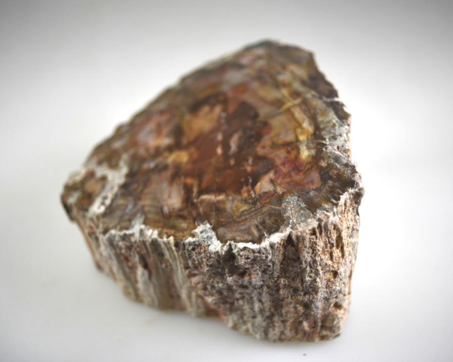 Fossil Wood Branch Bevel Cut Shape 10.4cm