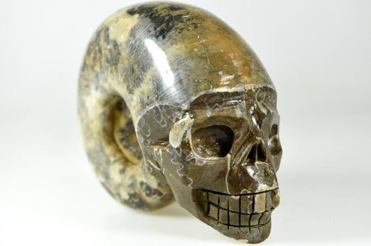 Ammonite Skull Carving Large 11cm