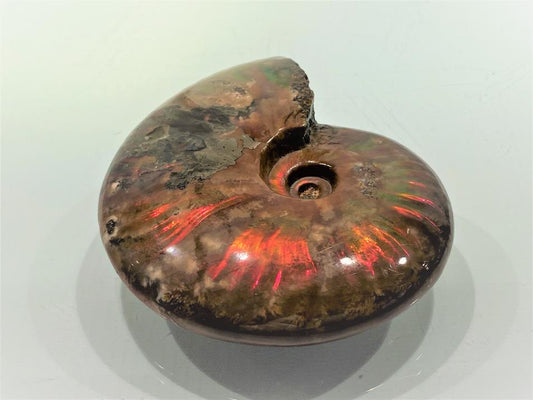 Red Iridescent Ammonite Fossil Large 10.1cm