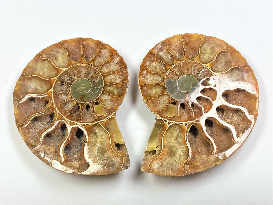 Ammonite Pair 7.4cm