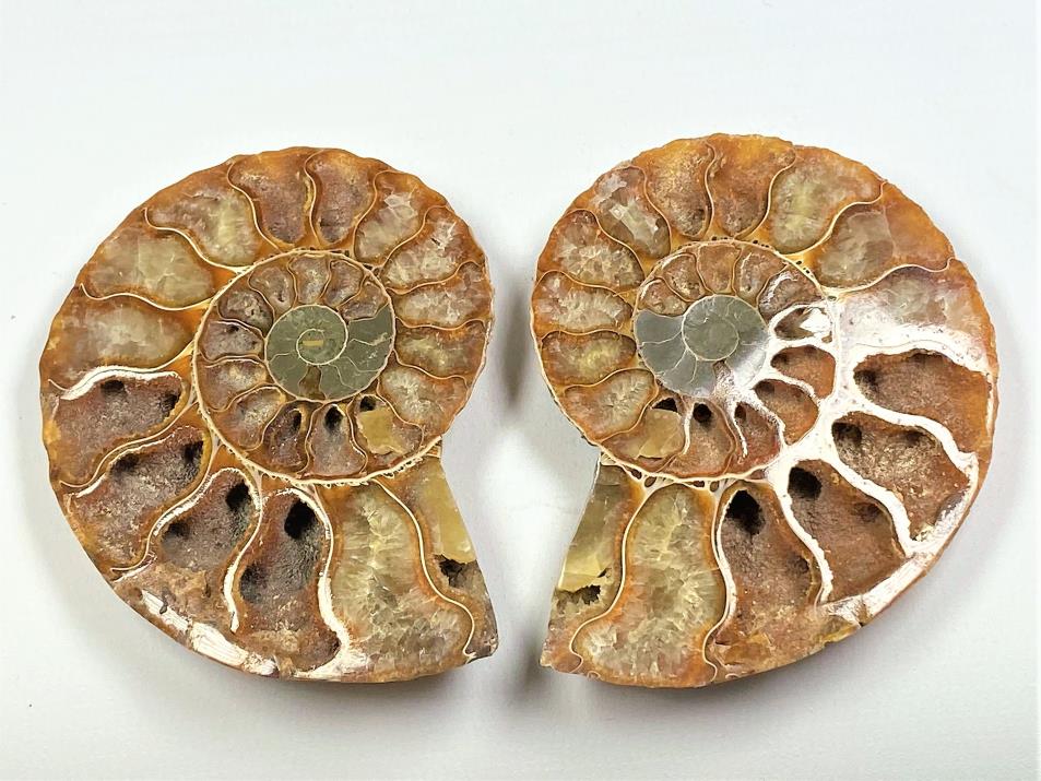 Ammonite Pair 7.4cm