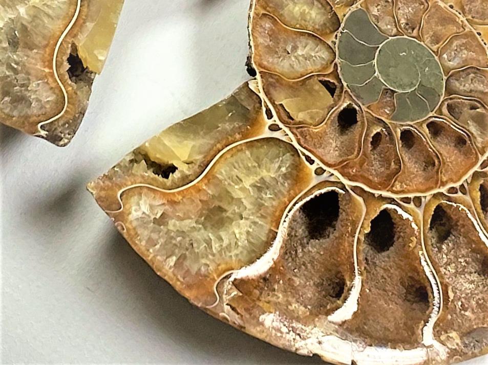 Ammonite Pair 7.4cm