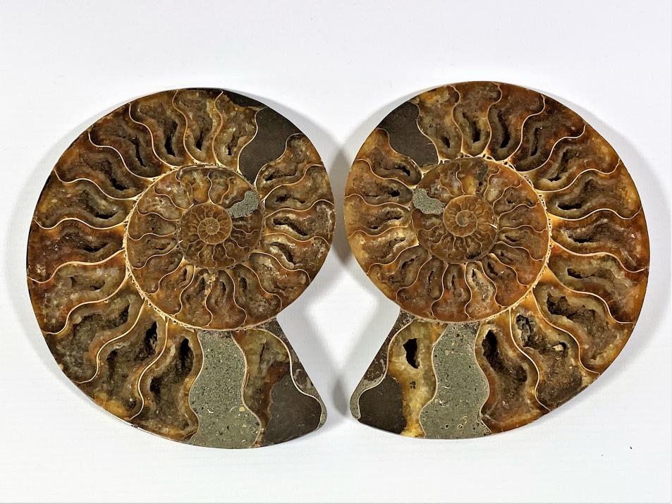 Ammonite Pair 16.1cm