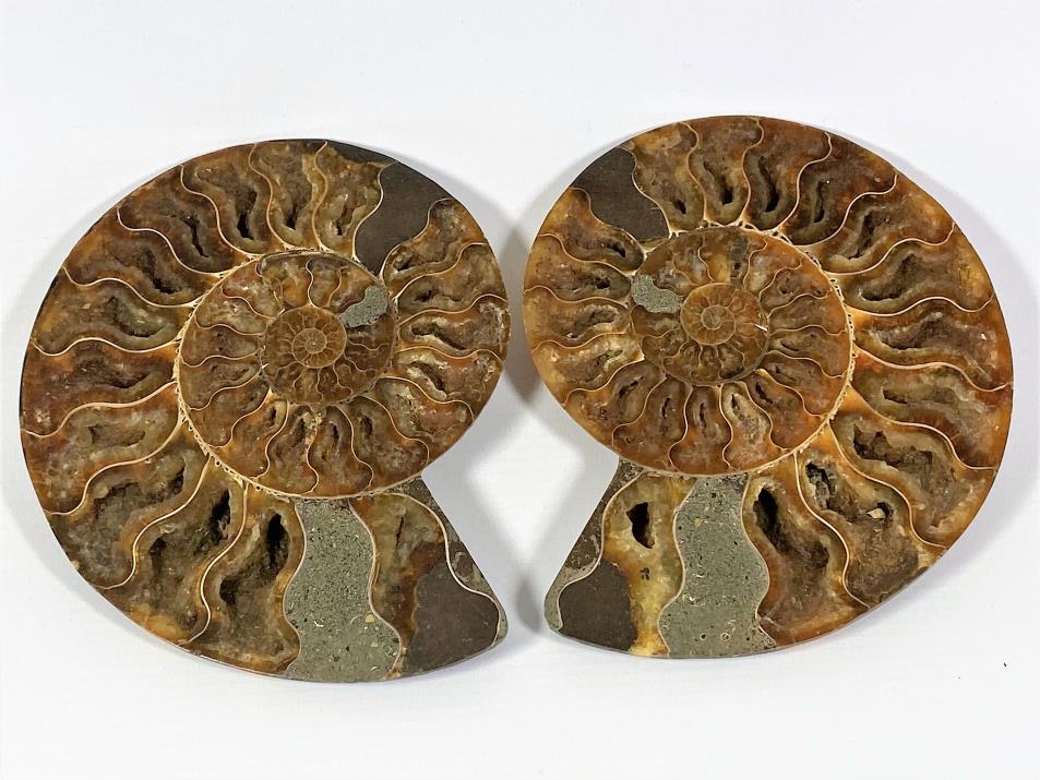 Ammonite Pair 16.1cm