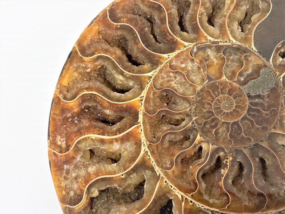 Ammonite Pair 16.1cm