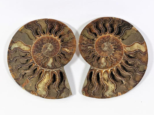 Ammonite Pair 15.5cm