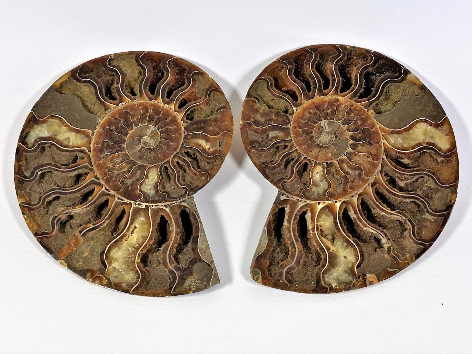 Ammonite Pair 15.5cm