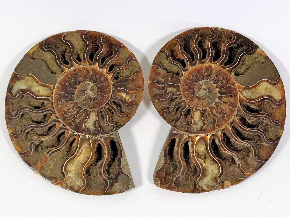 Ammonite Pair 15.5cm