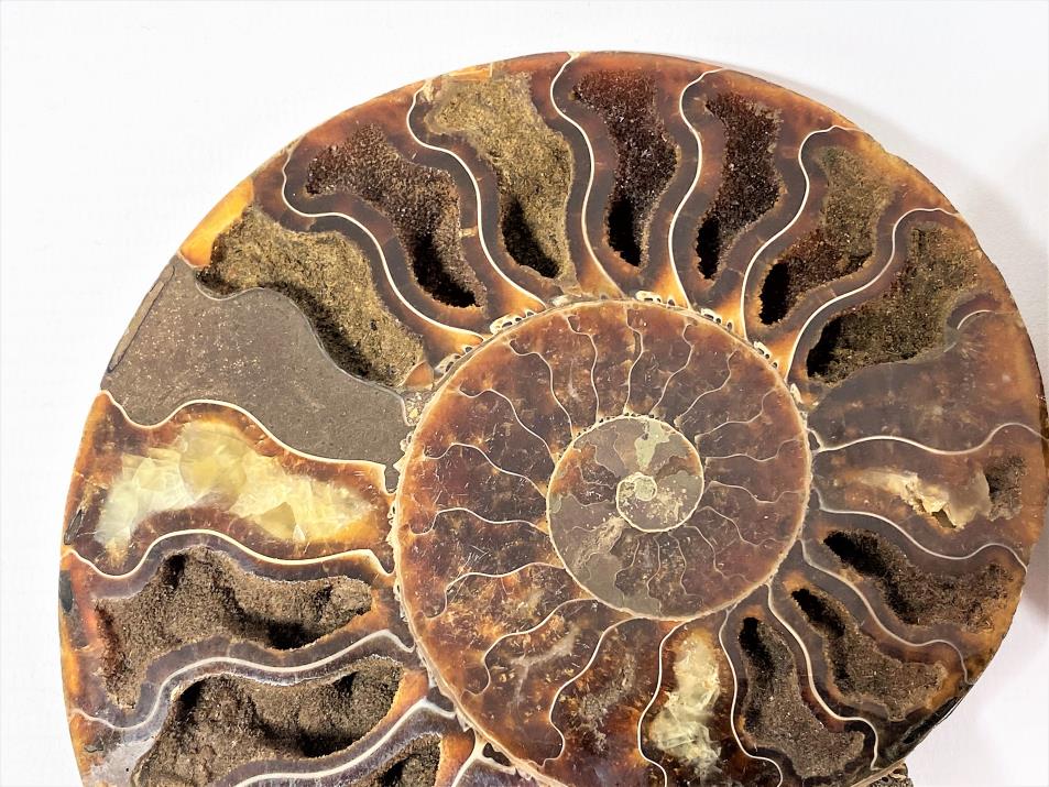 Ammonite Pair 15.5cm