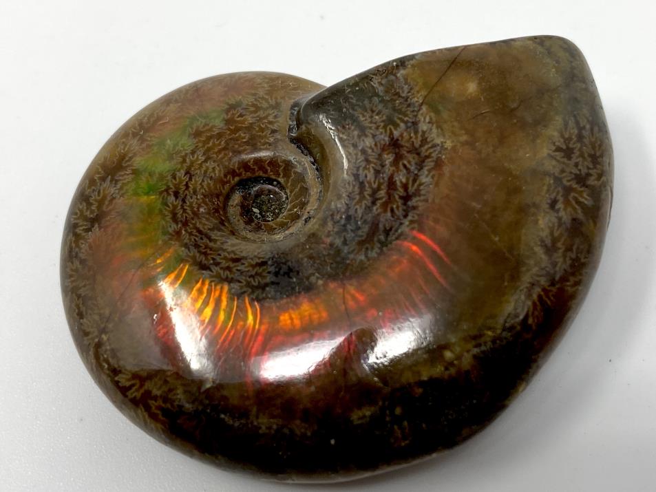 Red Iridescent Ammonite Fossil 4.7cm