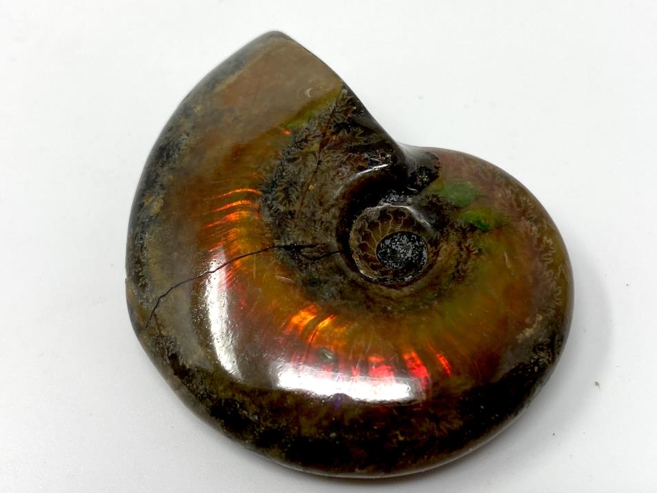 Red Iridescent Ammonite Fossil 4.7cm