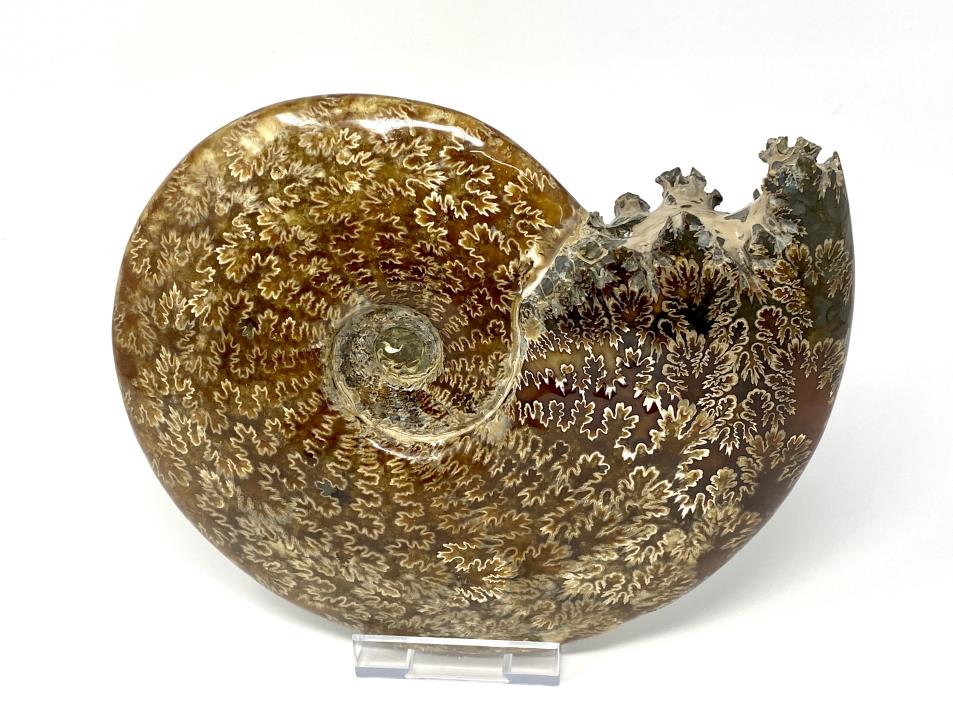 Ammonite Cleoniceras Polished Very Large 26cm