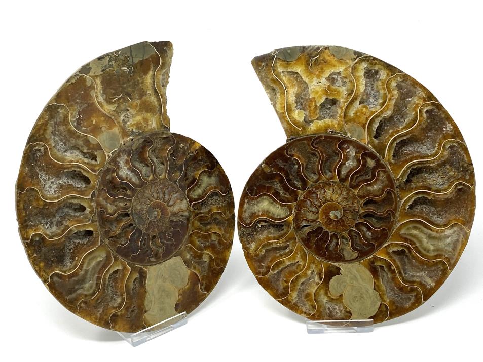 Ammonite Pair Large 18.4cm