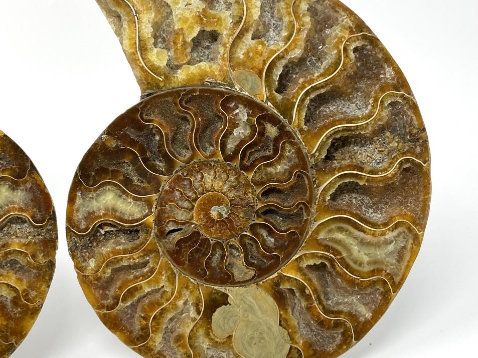 Ammonite Pair Large 18.4cm