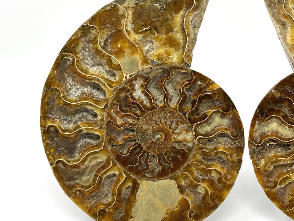 Ammonite Pair Large 18.4cm