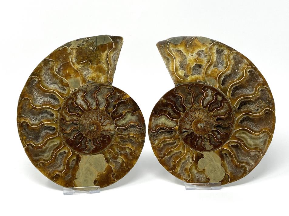 Ammonite Pair Large 18.4cm