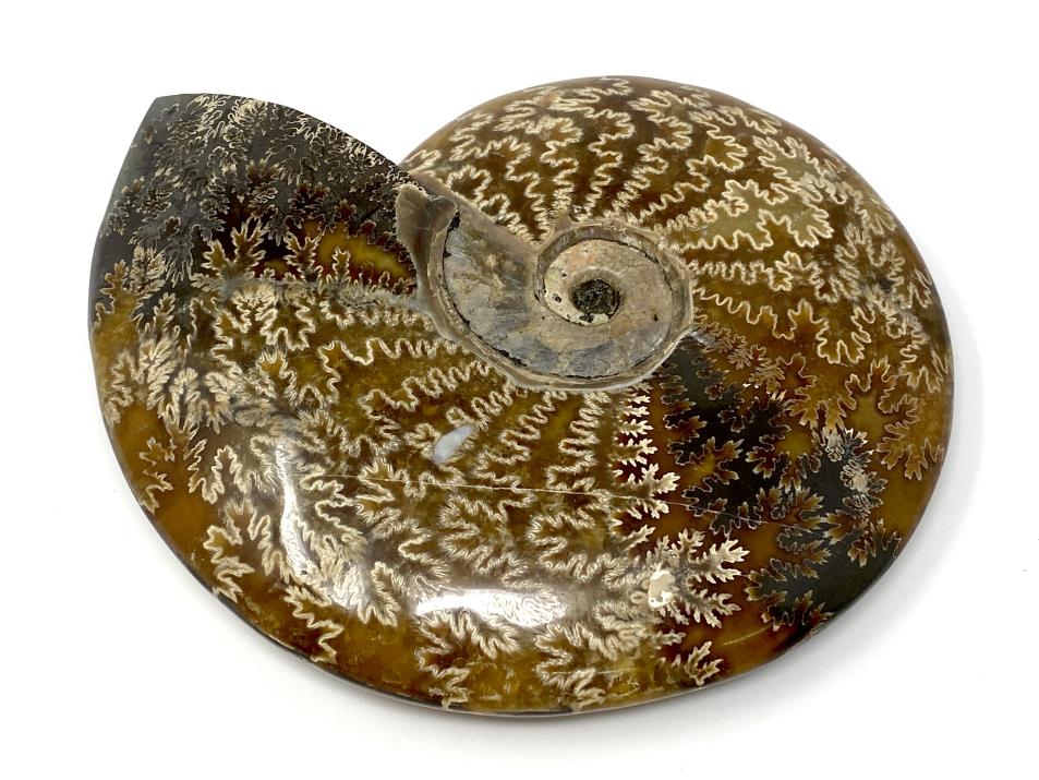 Ammonite Cleoniceras Polished Large 19cm