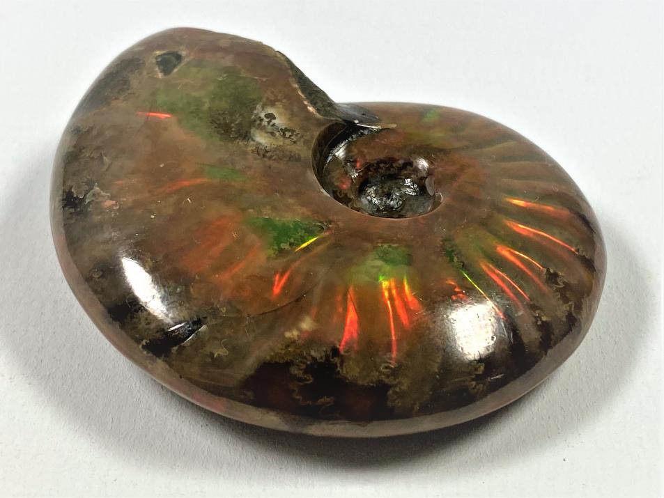 Red Iridescent Ammonite Fossil 5.9cm